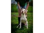 Adopt Joel a Mixed Breed