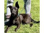 Adopt Riker a Mixed Breed
