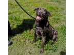 Adopt Colt a Labrador Retriever