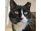 Adopt Socks a Domestic Short Hair