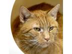 Adopt Chance a Domestic Short Hair
