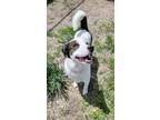 Adopt JAX a Border Collie, Mixed Breed