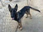 Adopt Malu a Belgian Shepherd / Malinois