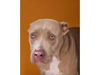 Adopt Tank a American Staffordshire Terrier