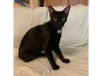 Adopt Rocket a Domestic Short Hair