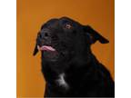 Adopt Blacky a Labrador Retriever, Mixed Breed