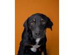 Adopt Bennie a Mixed Breed