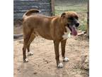 Adopt Hutch a Labrador Retriever, Mixed Breed