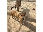 Adopt Coyote a Terrier, Mixed Breed