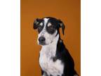 Adopt Jet a Mixed Breed