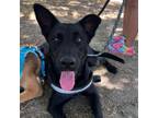 Adopt Toby a German Shepherd Dog, Mixed Breed