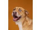Adopt Bear1 a Labrador Retriever, Mixed Breed