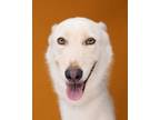 Adopt Lobo a Husky, Shepherd