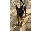 Adopt Balu a Belgian Shepherd / Malinois