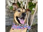 Adopt Beckham a German Shepherd Dog, Black Mouth Cur