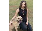 Adopt Max a Black Mouth Cur