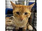 Adopt Trouble a Domestic Short Hair