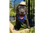 Adopt Maverick a American Staffordshire Terrier, Pit Bull Terrier