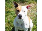 Adopt Biscuit a Pit Bull Terrier