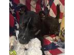 Adopt Jackson a Husky, Terrier