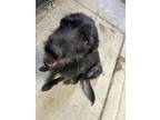 Adopt Ben 10 a Irish Wolfhound