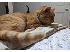 Mr. Giuseppe American Shorthair Adult Male