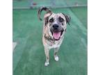 Bruno Catahoula Leopard Dog Adult Male