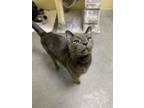 Blues Domestic Shorthair Senior Male