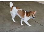 Ena Shiba Inu Puppy Female