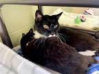 Joey Domestic Shorthair Senior Male