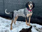 Leo Bluetick Coonhound Adult Male