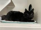 Perseus Domestic Mediumhair Young Male