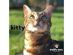Kitty (Courtesy Post) Domestic Shorthair Senior Female