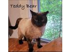 Teddy Bear Siamese Adult Male