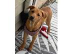 Willow Labrador Retriever Puppy Female
