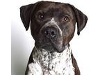 Yo-yo (prison) American Pit Bull Terrier Adult Male