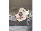Lloyd American Staffordshire Terrier Young Male