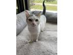 Gator Domestic Shorthair Kitten Female