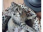 Shugar Domestic Shorthair Young Female