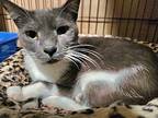 Lottie Russian Blue Adult Female