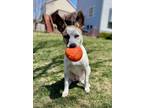Fox Mixed Breed (Large) Puppy Female