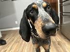 Derk Bluetick Coonhound Young Male