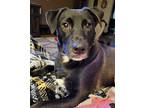 Tubs Labrador Retriever Young Male