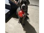 Luna Cane Corso Adult Female