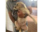 Kelly Terrier (Unknown Type, Medium) Puppy Female