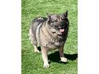 RAGDOLL Norwegian Elkhound Adult Female