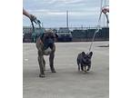 Hank Presa Canario Young Male