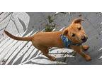Sadie Labrador Retriever Puppy Female