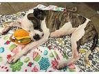 Victoria Boxer Senior Female