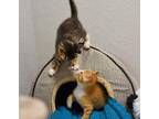Ollie Domestic Shorthair Kitten Male